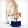 image:imageKampH Dog Water Bowl Coolin Pet Bowl Ice Cold Pet Dish 96 Ounces  Summer Cooling Water Bowl for Small Medium amp Large Dogs amp Cats Stays Cool and Fresh Insulated BPAfree Indoor Outdoor96 Ounces Pack of 6