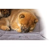 image:imageKampH Pet Products Mothers Heartbeat Puppy Crate Pad Gray Fleece Small Breed beat 14 X 22 InchesSmall breed beat 14 X 22 Inches