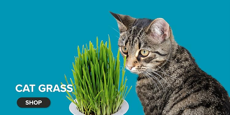 K&H Pet Products | Safe Heating & Cooling Pet Supplies，Create a Cozy Life for Your Pets